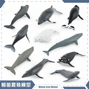 跨境仿真海洋动物模型露脊鲸白鲸布氏鲸座头鲸鲸鱼套装装饰摆件