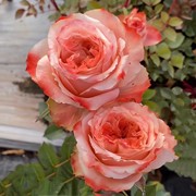 方可桃小苗 稀有复古切花月季花苗 庭院阳台盆栽扦插玫瑰