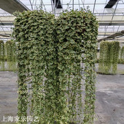 花叶蔓盆栽室内外阳台长春藤，垂吊植物耐热耐寒黄金花叶蔓带土吊兰