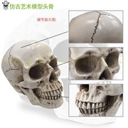 极速树脂骷髅头绘画人头骨艺用人体肌肉骨骼解剖头骨模型美术 现