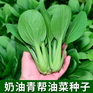 奶油青帮油菜种子四季播种鸡毛菜上海青种籽农家，菜园庭院蔬菜种孑