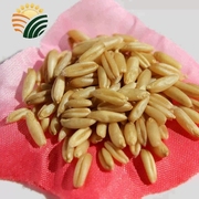 武川胚芽裸燕麦米农家原始种植营养杂粮内蒙古特产莜麦米500g散装