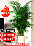 散尾葵大型绿植盆栽凤尾竹，室内客厅吸甲醛，植物四季常青夏威夷竹
