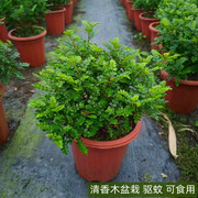 胡椒木盆栽可食用香叶植物室内庭院阳台清香型驱蚊草四季常绿植物