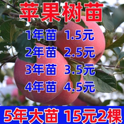苹果树果苗众成三号嫁接矮化红富士，南方北方种植盆栽地栽丑苹果