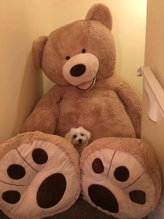 美国大熊超大号米公仔抱抱熊，娃娃毛绒玩具女生巨型睡觉玩偶抱枕2