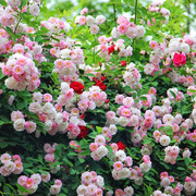 粉团蔷薇花苗老品种无刺十姐妹变色蔷薇淡粉色七姐妹爬藤植物