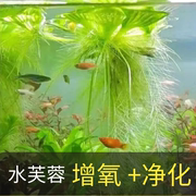 水芙蓉水葫芦鱼龟缸浮萍水草造景摆件水培养植物绿植种子增氧用品