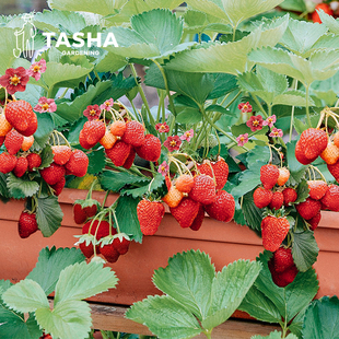 塔莎的花园草莓盆栽苗秧四季可食用室内阳台植物好养活红颜淡雪