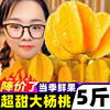 福建漳州超甜特大杨桃5斤新鲜水果，应当季整箱，树上熟阳桃洋桃扬桃