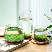 水培微景观绿植套装，桌面透明创意玻璃瓶造景，鱼缸工艺品植物工艺品