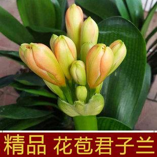 君子兰盆栽带花苞开花植物客厅室内花苗大棵苗含花苞绿植花卉