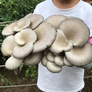 平菇菌种直供买1发3家庭四季好养种菌包蘑菇菌棒蘑菇种植包食