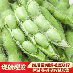 新鲜毛豆现摘农家蔬菜带壳新鲜毛豆毛豆新鲜5斤嫩毛豆