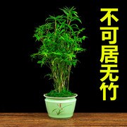 米竹盆栽室内花客厅办公室桌面庭院四季常青造型美观竹子盆景花卉