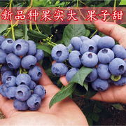蓝莓树果苗盆栽地栽阳台庭院南北方种植当年结果特大奥尼尔蓝莓苗