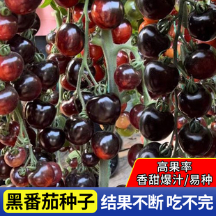 黑珍珠番茄苗樱桃小番茄种子圣女果种籽四季阳台盆栽水果西红柿孑
