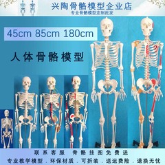 45 85 170cm医学美术人体骨骼模型