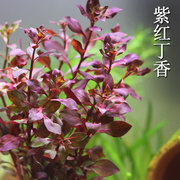紫红丁香淡水新手易养水草中后景，有茎类红色，紫红玫瑰生态鱼缸活体