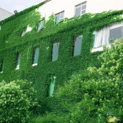 攀援爬藤植物美国五叶地锦爬山虎，大苗爬藤红叶，爬墙虎花卉爬山虎苗