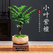 小叶紫檀盆景绿植盆栽，室内办公室桌面花卉，树苗植物老桩四季好养活