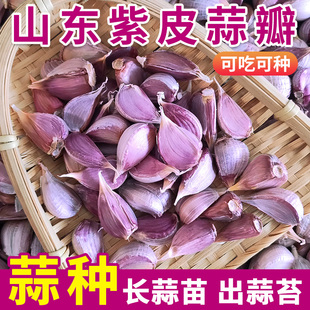 山东大祘头籽大蒜干蒜5斤紫皮蒜头蒜种子，10新鲜农家蒜苔蒜苗