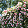 月季爬墙藤本花苗粉色龙沙宝石蓝色阴雨佛罗伦蒂娜庭院玫瑰盆栽苗