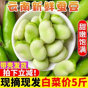 云南新鲜蚕豆5斤农家带壳生本地罗汉兰花胡豆青豆荚蔬菜疏菜