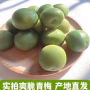 脆青梅500g青口梅小包装酸脆梅子爽口梅果脯新兴特产蜜饯果干零食