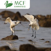 慈善募捐红树林基金会(mcf)-守护湿地伴鸟同行