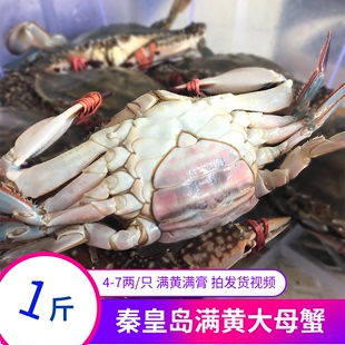 梭子蟹鲜活超特大母蟹红膏蟹秦皇岛海鲜新鲜满黄膏全母海螃蟹飞蟹