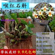 喉红石斛带花苞铁皮石斛，盆栽球花鼓槌金钗天宫，肿节叠鞘兰花卉