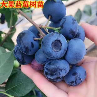 蓝莓树果苗盆地栽带土特大当年结果阳台果树四季南北方种植蓝莓苗