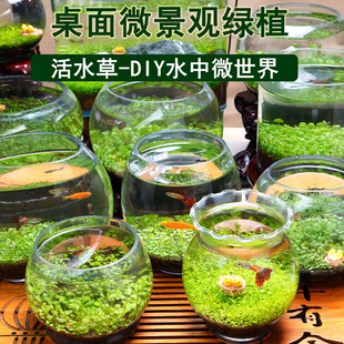 创意缸生态鱼缸水草种子籽懒人微景观DIY室内生态瓶玻璃水培植物