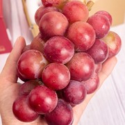 妮娜皇后红提1串礼盒装，当季超香甜无籽红葡萄，红宝石提子新鲜水果