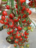 西红柿水果樱桃小番茄千禧红圣女果种苗四季盆栽蔬菜种子阳台盆栽