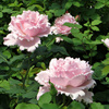 法国玫瑰索菲罗莎大花浓香月季花苗四季开花阳台庭院耐寒花卉