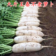 九斤王大白萝卜种籽春不老南畔洲晚萝卜种子，晚熟白玉水果蔬菜