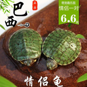 巴西龟宠物龟大小活体活物红耳龟水龟观赏乌龟P外塘红耳