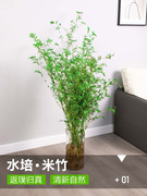 水培米竹带根竹子盆栽绿植物室内客厅，水养观音竹小型凤尾观赏竹苗