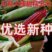 粘红香水红鲜食大棒糯果玉米种子春秋四季播种蔬菜种子红玉米种子