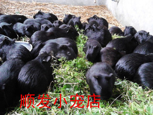家养荷兰猪中华豚黑豚鼠活体宝宝黑色，种苗包繁殖(包繁殖)健康运输包活