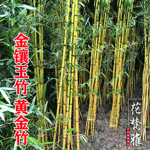 庭院植物竹子苗金镶玉，竹黄金竹盆栽绿植四季常绿景观竹室外绿化苗