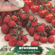 晒干杂交樱桃番茄种子进口西红柿四季盆栽蔬菜种籽瓜果樱桃番茄苗