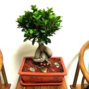 小榕树摇钱树水培植物桌面植物迷你植物绿植盆栽小盆栽榕树盆景
