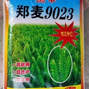 郑麦9023小麦种子矮杆大穗早熟抗病抗寒抗倒高产大田用种可作猫粮