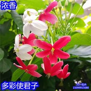 使君子花苗爬藤植物室内r外重瓣藤类攀爬花卉阳台围墙花水君子花