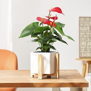 桌面小盆栽开花植物红掌白掌蝴蝶兰盆栽室内办公桌花卉长寿花月季