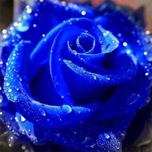 钻石画2024花卉现代简约客厅，餐厅蓝色妖姬贴钻十字绣玫瑰满钻