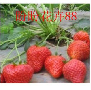 〈盼盼花卉88〉  出售草莓新品种--甜查理